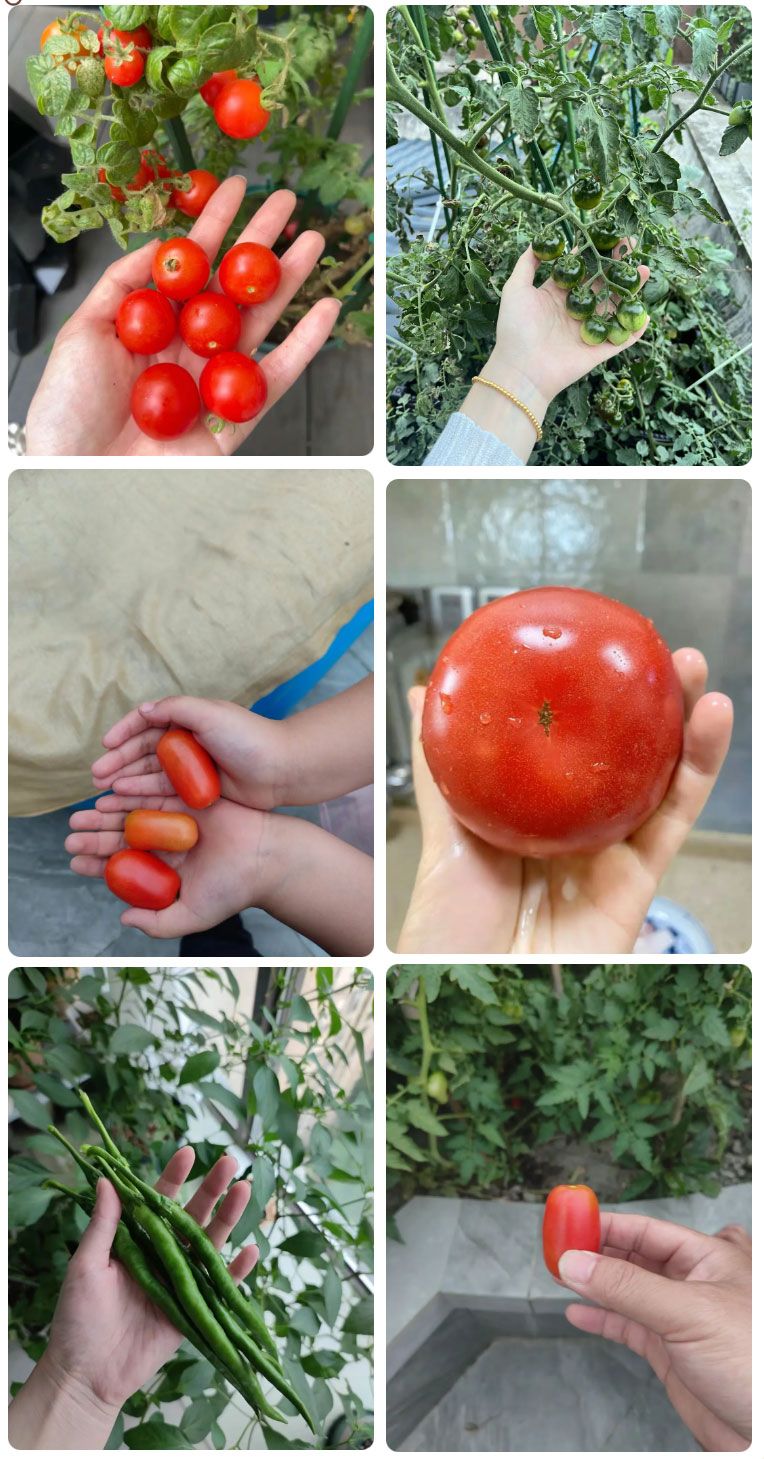 朝陽農藝師系列活動 